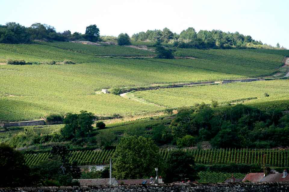 Vinhedos da Côte de Beaune, na Borgonha