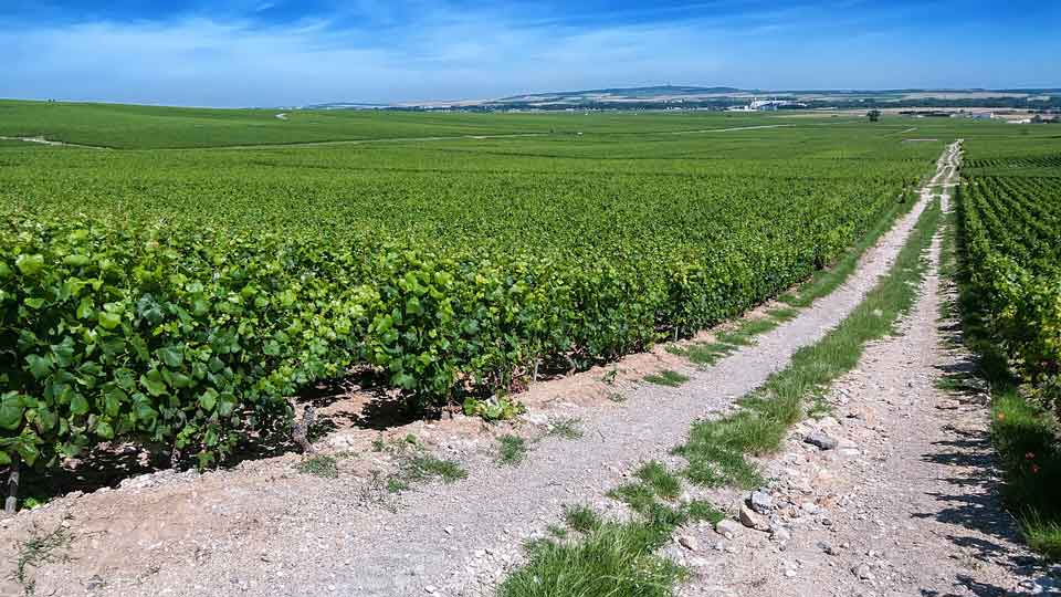 Vinhedos em Verzenay, na Champagne