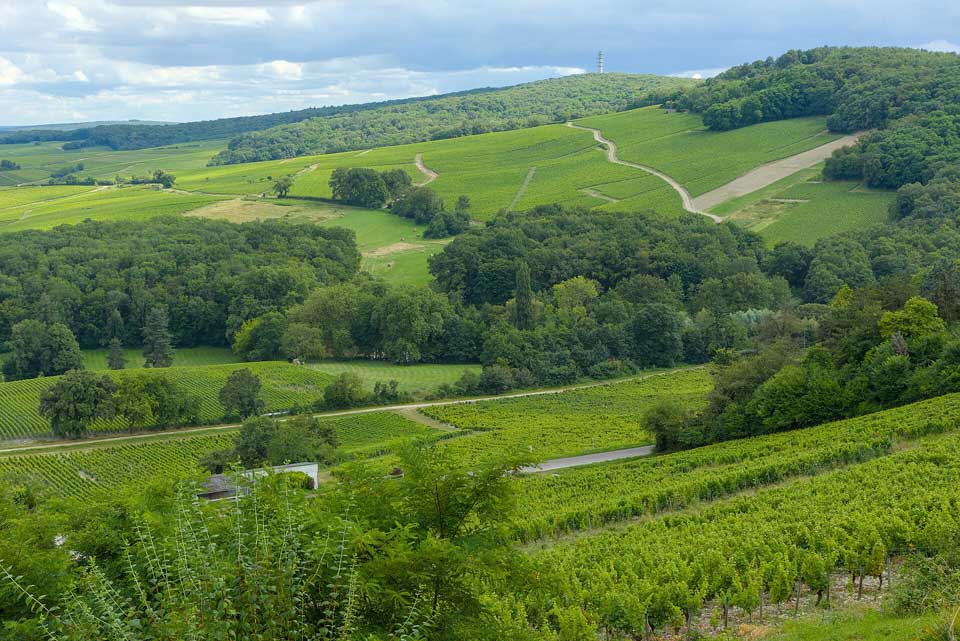 Vista dos vinhedos de Sancerre, no Vale do Loire